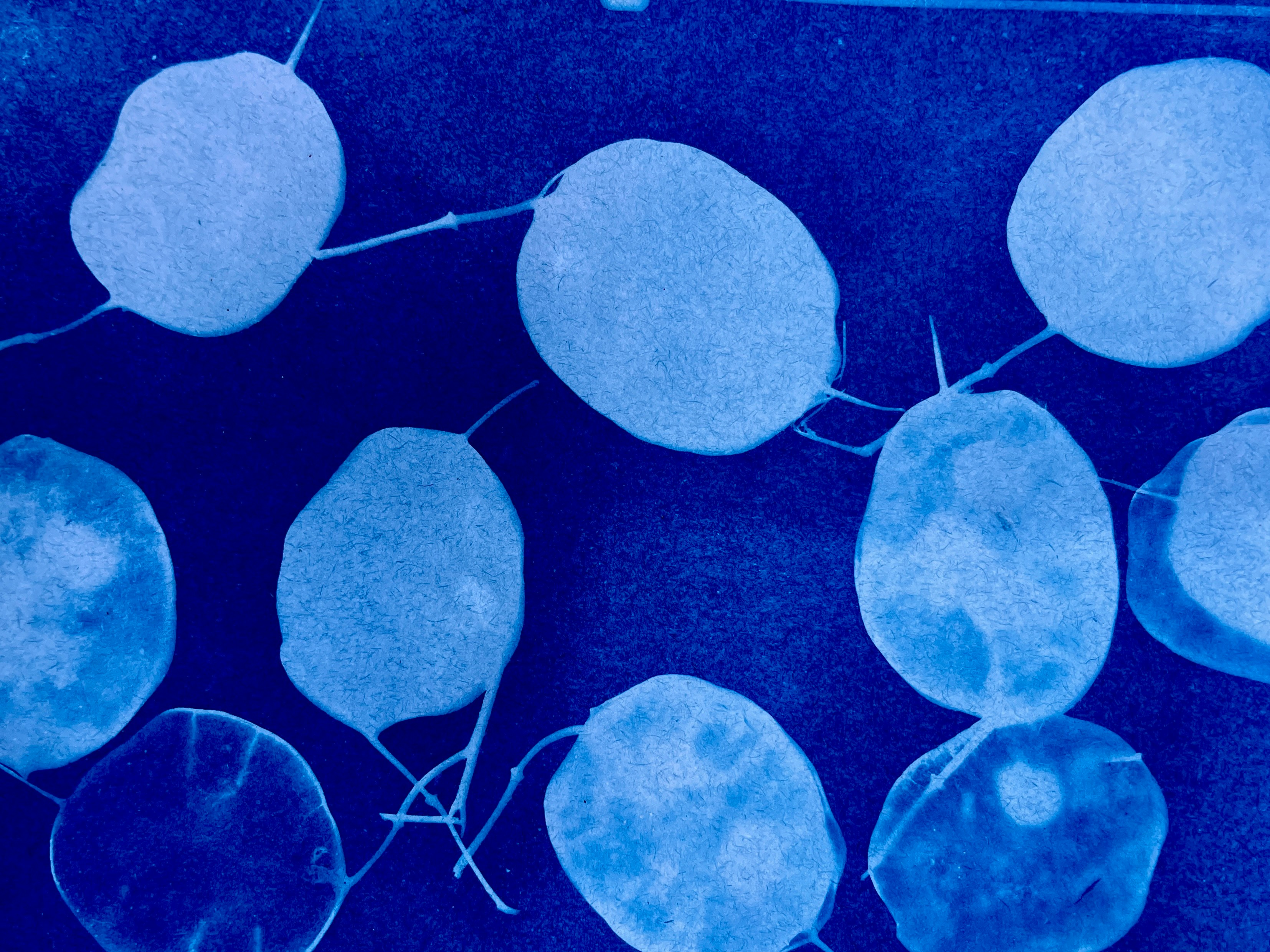Botanical cyanotype